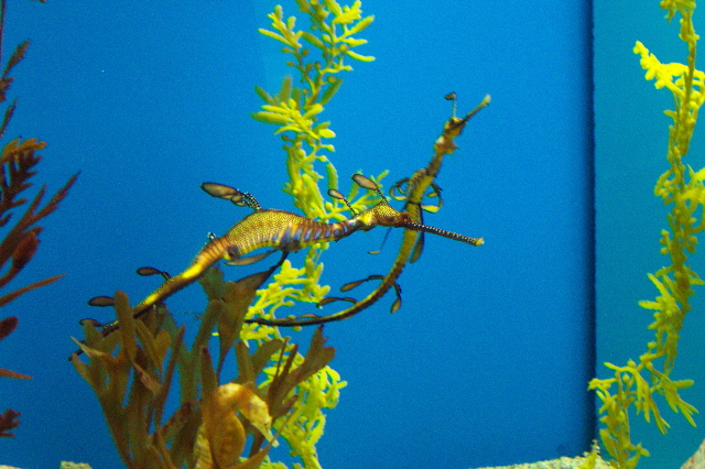 Sea dragon, Scripps Acquarium, San Diego