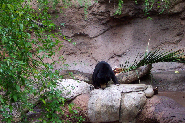 Sun Bear, San Diego zoo, San Diego