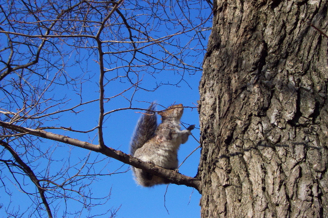 Squirrel caught in the act at Boston common