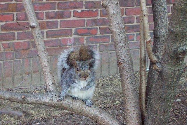 Curious squirrel in Harvard Yard