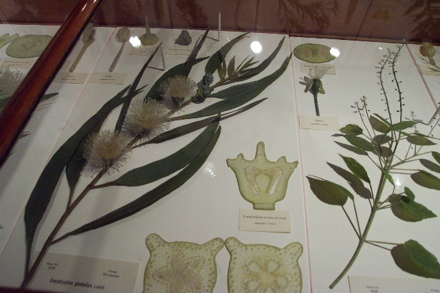 Gum blossoms at the Glass Flowers, Havard Museum