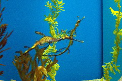 Sea dragon, Scripps Acquarium, San Diego