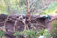 Panda and cub, San Diego zoo, San Diego