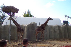 Giraffe, San Diego zoo, San Diego