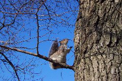 Squirrel caught in the act at Boston common